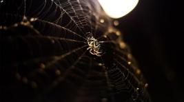 Английские пауки год пугали женщину жутким ночным пением