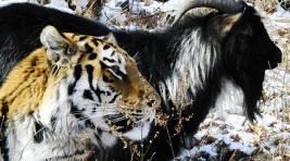 Настоящая скотина: Тимур выгнал тигра Амура под снегопад
