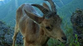 В Саяно-Шушенском заповеднике задержали браконьеров