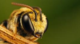 В тридцати регионах России массово гибнут пчелы