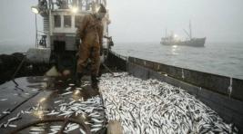 Росрыболовство: Вылов рыбы в России по итогам года может превысить прогнозы