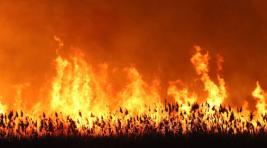 ВСУ поджигают пшеничные поля в Запорожской области