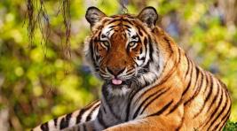 Родители растерзаной тигром девочки подадут в суд на зоопарк