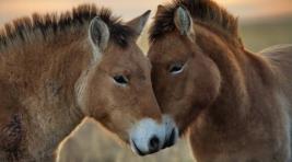 Хакасский центр по разведению лошадей Пржевальского откроют в 2024 году