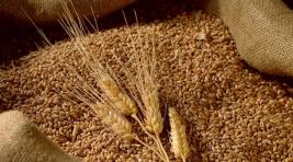 Иран намерен нарастить импорт зерна из России