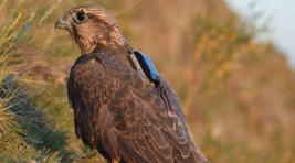 В Хакасии продолжается история с ловлей птиц браконьерами по заказу богачей Ближнего Востока (ФОТО)
