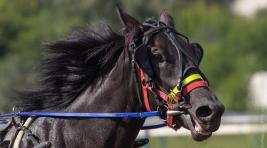 Благородство, сила, красота: в Хакасии пройдет громкое конно-спортивное событие