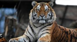 Популяция амурского тигра выросла до 750 особей