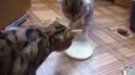 Хладнокровные коты: Битва за молоко