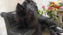 Похищенный из «Булгаковского дома» кот Бегемот нашелся
