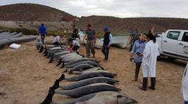 В Мексике афалины выгнали на берег стаю мелких дельфинов