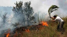 Российских лесников отправили тушить пожары вениками