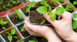 Жителям Хакасии расскажут о нюансах выращивания растений