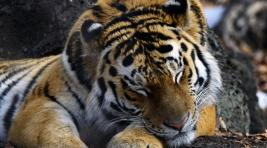 В Хабаровском крае охотник убил напавшего на него тигра
