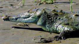 Крокодил растерзал индийца, укреплявшего здоровье