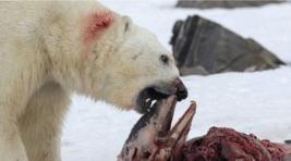 Белые медведи осадили полярную метеостанцию