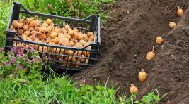 Хакасия, живи спокойно: Россельхознадзор опроверг «картофельные» слухи