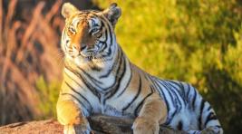 В США зафиксировали случай заражения COVID-19 у тигра