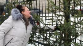 ГИБДД Хакасии начинает раздавать бесплатные елки