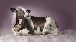 В Хакасии влюбленная корова помогла полицейским найти украденного бычка