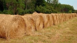 Фермеры Хакасии при заготовке сена ждут от погоды спокойствия, но...