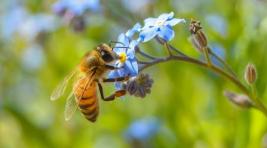 В Хакасии отмечена массовая гибель пчел