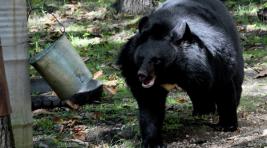 Это Россия: Хабаровск ловит медведя, шатающегося по городу