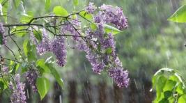 Погода в Хакасии 27 мая: Дождливо и прохладно