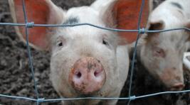 Эпидемия свиной чумы по всему миру угрожает дефицитом свинины