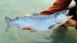 На Аляске массово гибнет лосось