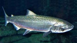 На Чукотке незаконно выловили 58 тонн лосося