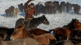 В Туве оперативно задержали скотокрадов, угнавших 26 лошадей