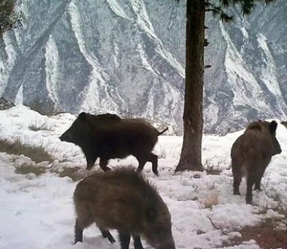 Саяно-Шушенский заповедник: жизнь кабанов в объективе фотоловушек