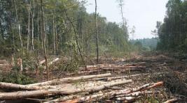 Ученые: Причина паводков в Иркутской области — вырубка лесов