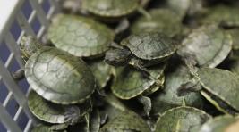 Расплодились: В гараже в Оренбурге было найдено четыре тысячи черепах