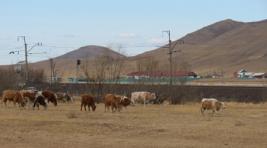 Под колесами поездов в Хакасии ежегодно гибнет около сотни животных
