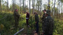 Проверки показывают, как восстанавливается лес в Хакасии
