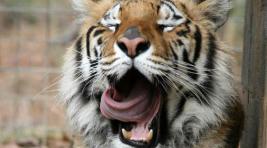 Тигра в барнаульском зоопарке разозлили пьяные школьницы - СМИ