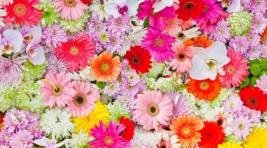 В Абакане выделят дополнительные места для торговли цветами