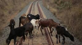 В Хакасии под колеса грузового поезда попали 8 коров