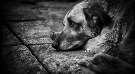 Отловщица собак в Хакасии содержала их в жутких условиях