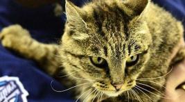 Умерла кошка, прославившаяся обедом на 60 тыс. рублей