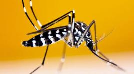 Две туристки из Красноярска привезли домой лихорадку денге