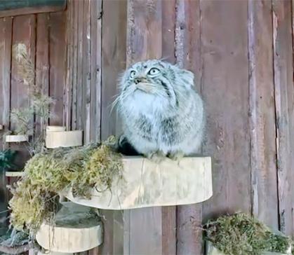 Манул Борис из «Роева ручья» вышел на спортивную дистанцию