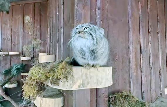 Манул Борис из «Роева ручья» вышел на спортивную дистанцию