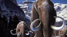 Найденного в Якутии мамонта объявили научным парадоксом