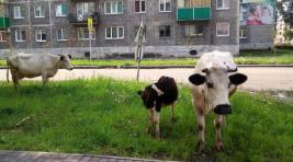 В Кузбассе три коровы напали на людей