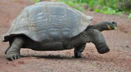 На Галапагосах нашли черепаху, уже век считающуюся вымершей