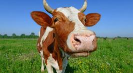 В Хакасии украли корову, которая гуляла сама по себе