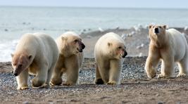 Белые медведи заходят в подъезды жилых домов на архипелаге Новая Земля